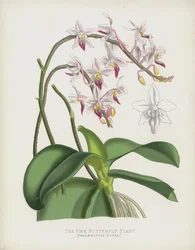 Die Rosa Schmetterlingspflanze, Phalaenopsis Rosea
